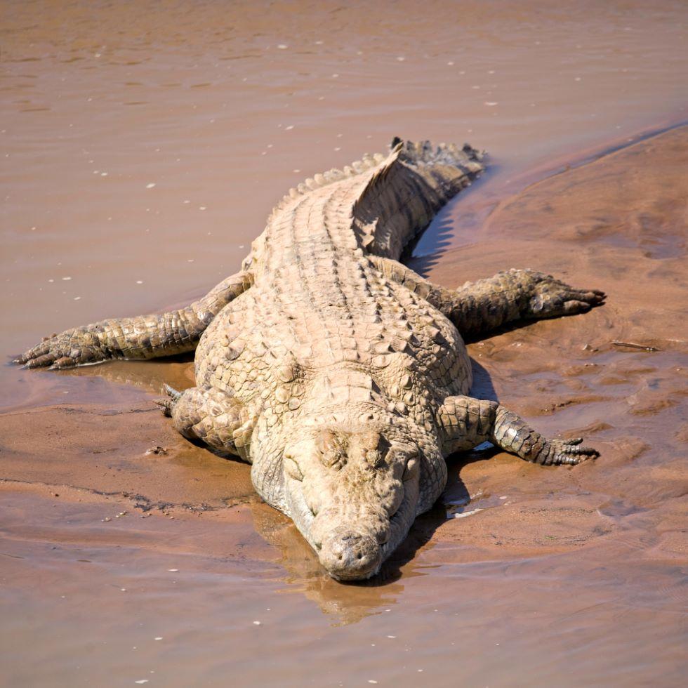 Zimbabwe Crocodile Hunting: Targeting Scales & Tails