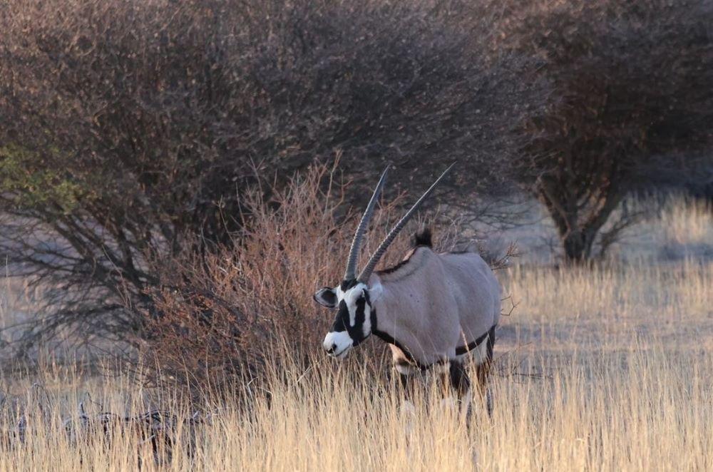 Gemsbok & Gemsbok Hunting: A Challenging Hunt In Africa