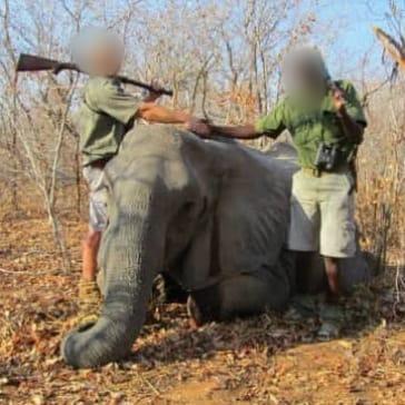 Exportable Tuskless Elephant Hunting in Zimbabwe Matetsi ECA 