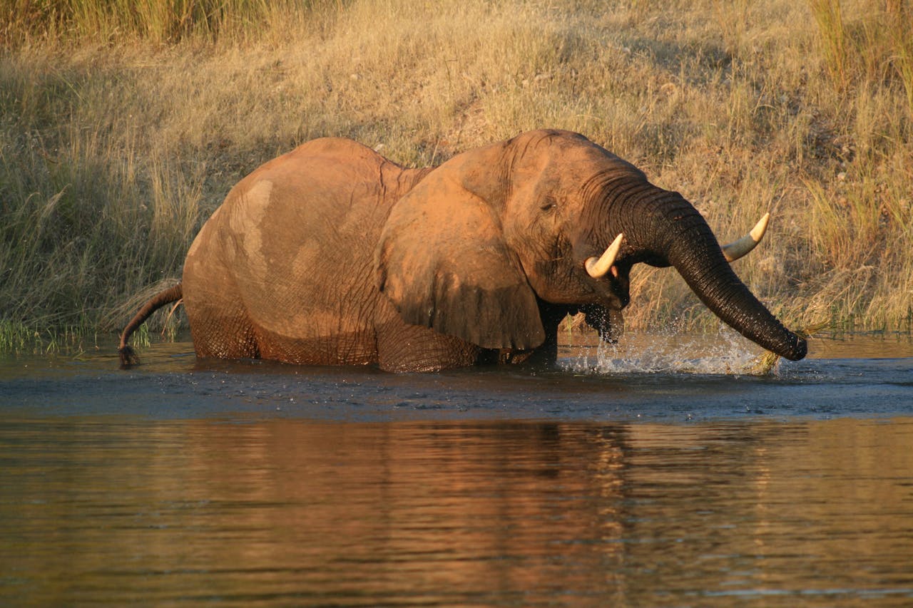 Hunting in Zimbabwe: Hunting Elephants in the Save Valley 