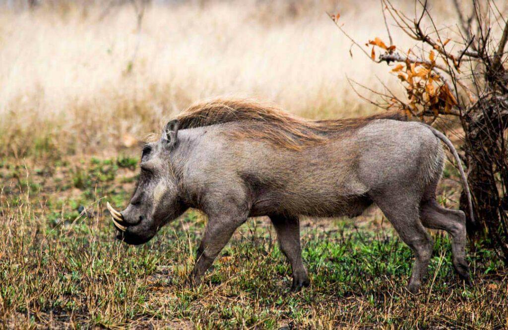 Tusks And Tales Of Warthog Hunting In South Africa