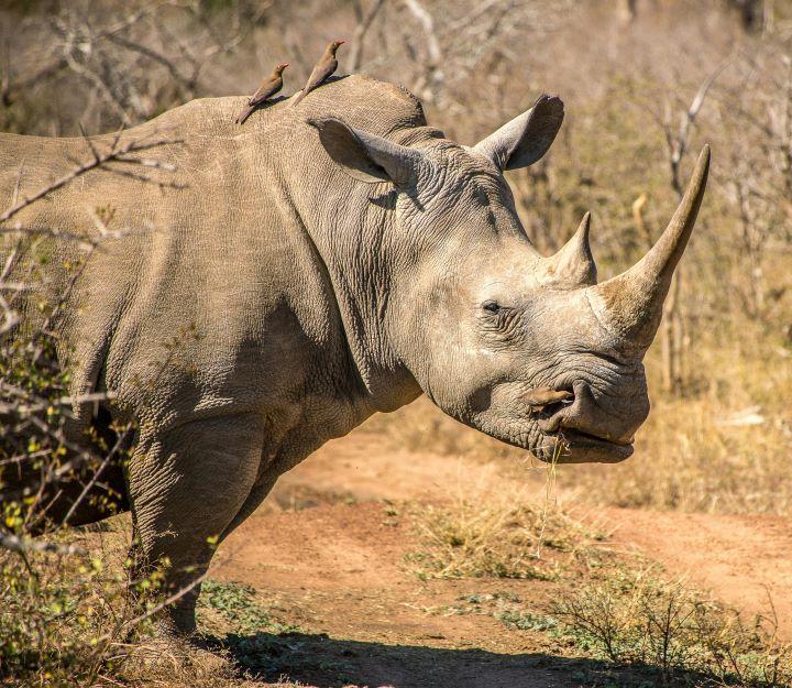 African Big Game – The Backbone Of An African Hunting Safari
