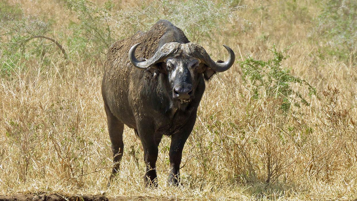 Leopard Hunting in Namibia & Brown Hyena Cancelation Hunt