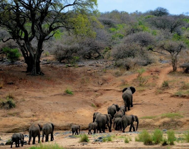 Elephant Hunting In Botswana: The Sportsman’s Contribution