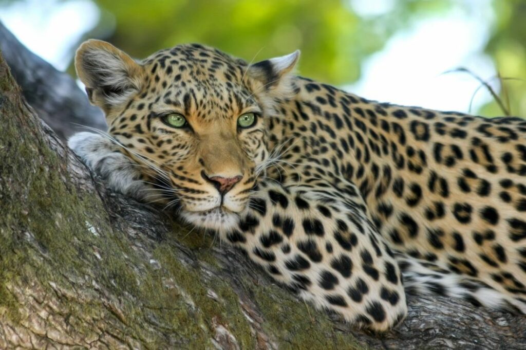 Hunting The Notorious Dangerous 7 In Africa: Be Prepared!