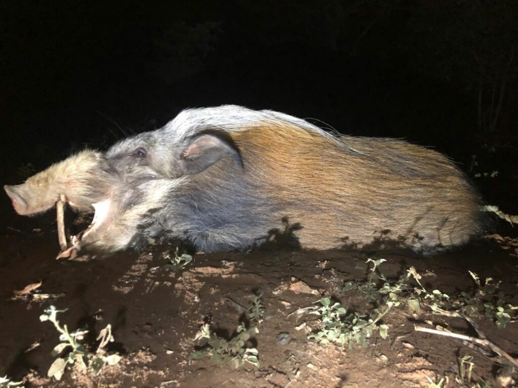 Bushpig Hunting In South Africa: The Ultimate Adventure
