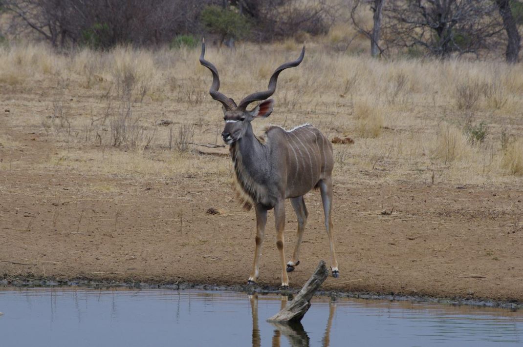 Plains Game Hunting in South Africa with .30 Caliber Rifles
