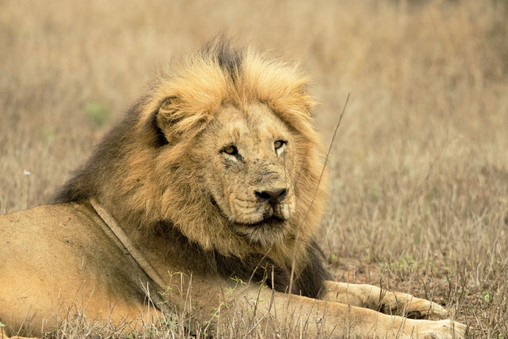 Hunting Lion In South Africa: The “Canned Lion” Debate