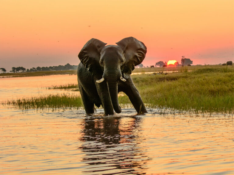 A Beginner’s Guide To An Africa Hunting Trip