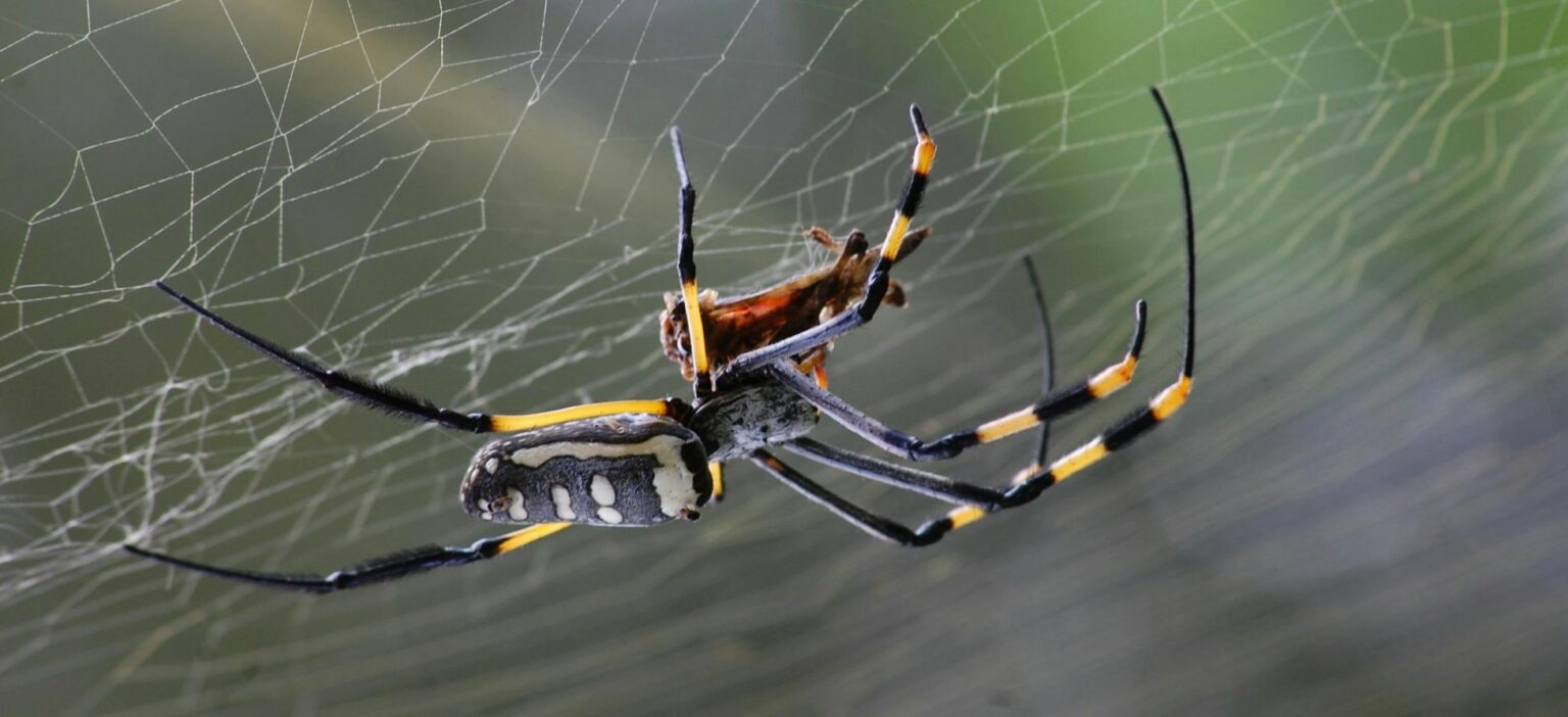 Critters, Pests, And Dangers When Big 5 Hunting In Africa