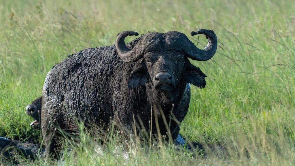 Navigating African Buffalo Hunting
