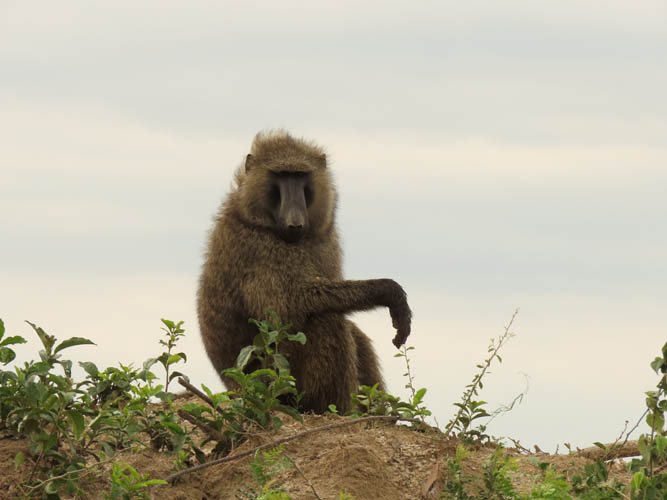 Leopard Hunting in Namibia & Brown Hyena Cancelation Hunt