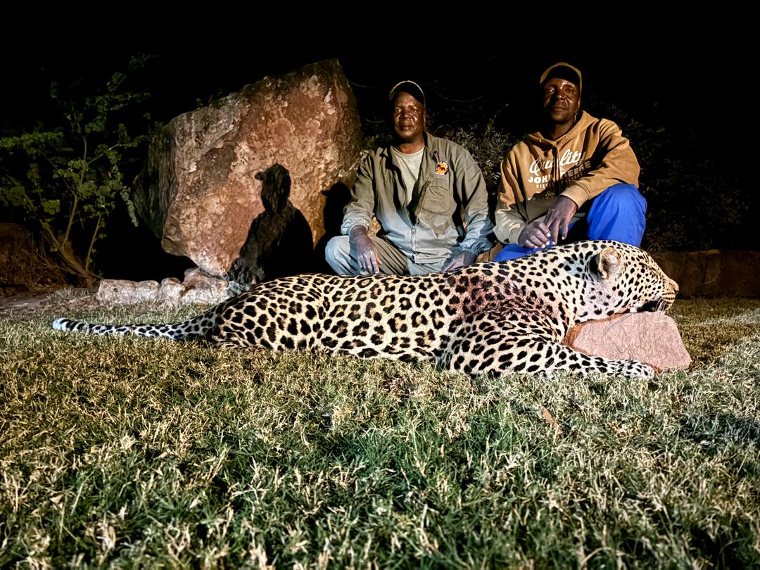 Hunt Leopard and Cape Buffalo in Zimbabwe, Save Valley