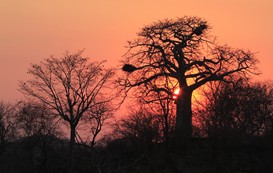 Leopard Hunting in Namibia & Brown Hyena Cancelation Hunt