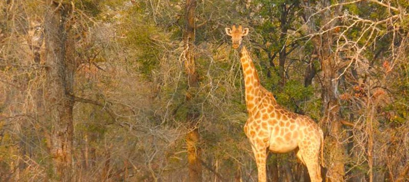 Plains Game Hunting: 7 Days In Save Valley