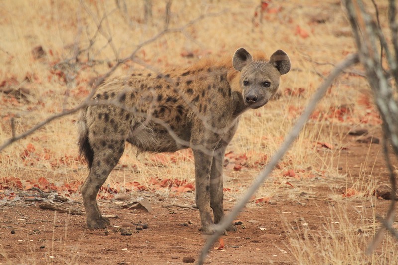 Spotted Hyena Hunting and Night Critters in Zimbabwe