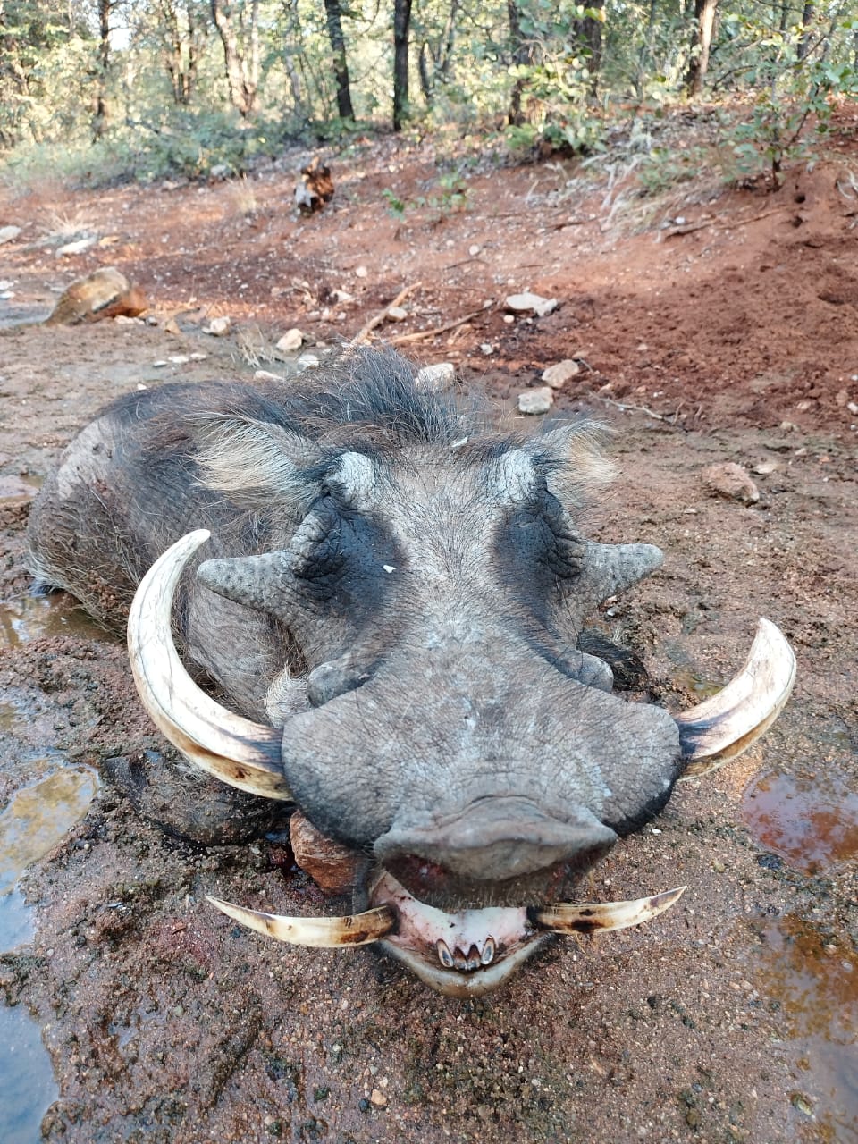Leopard Hunting in Namibia & Brown Hyena Cancelation Hunt
