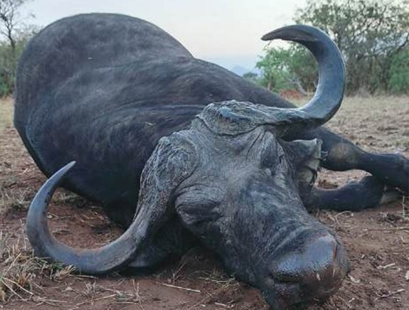 Leopard Hunting in Namibia & Brown Hyena Cancelation Hunt