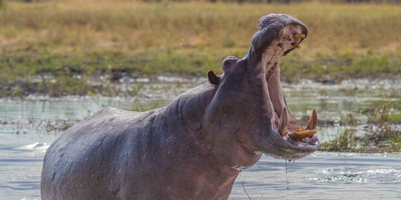 Hippo Hunts