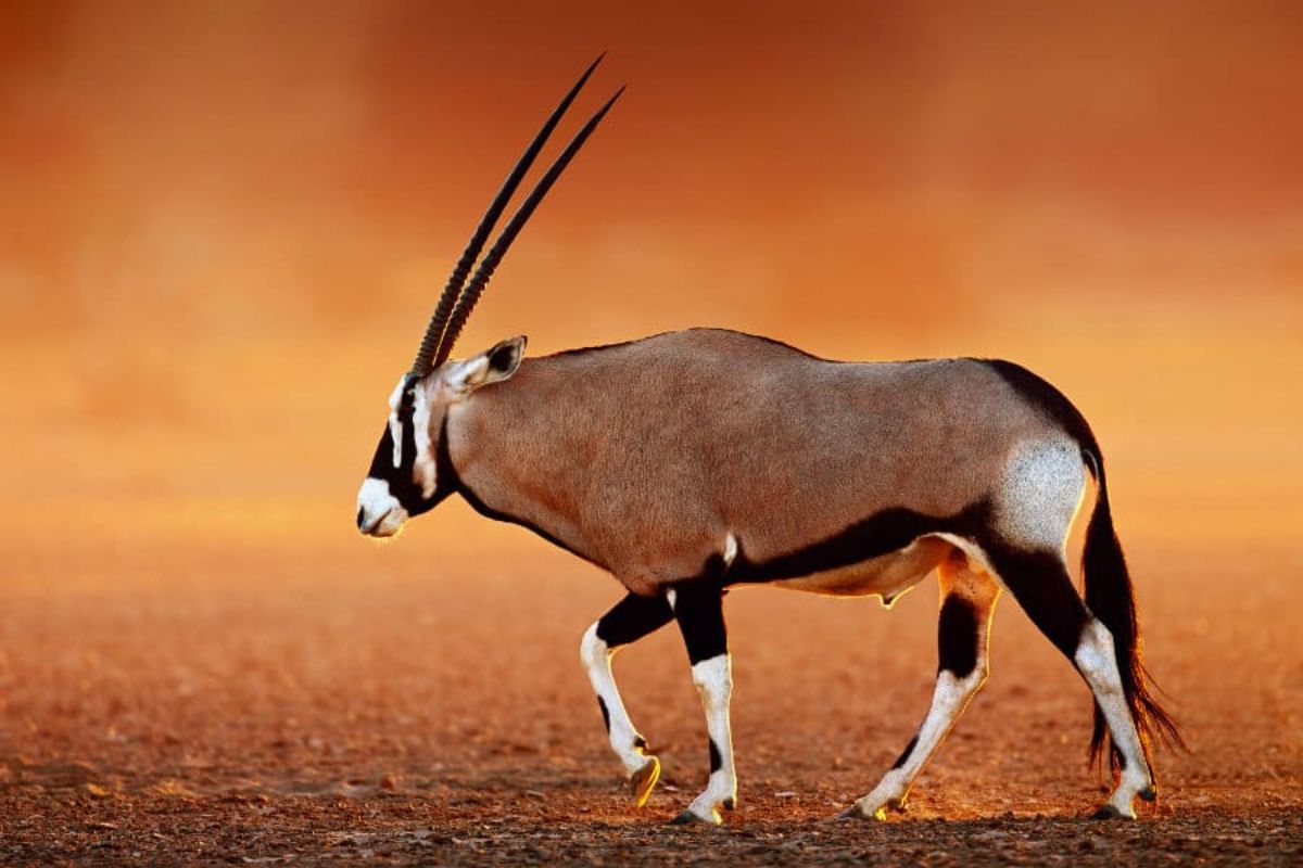 Gemsbok Hunts