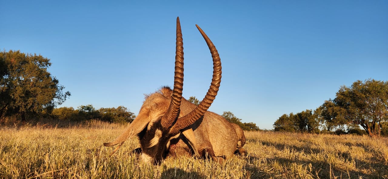 Leopard Hunting in Namibia & Brown Hyena Cancelation Hunt