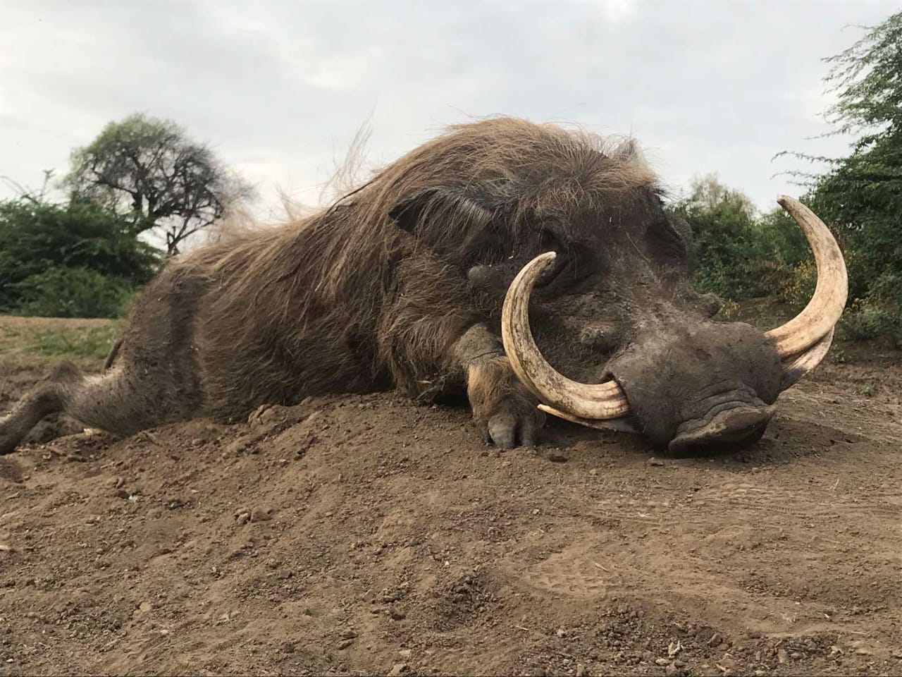 Leopard Hunting in Namibia & Brown Hyena Cancelation Hunt