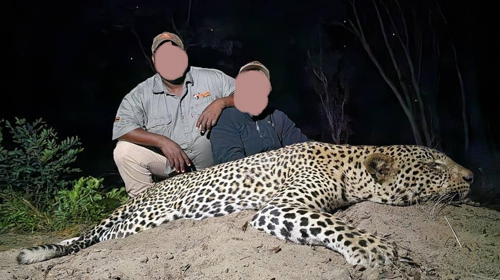 Trophy African Cats: Leopard Hunting in Zimbabwe 