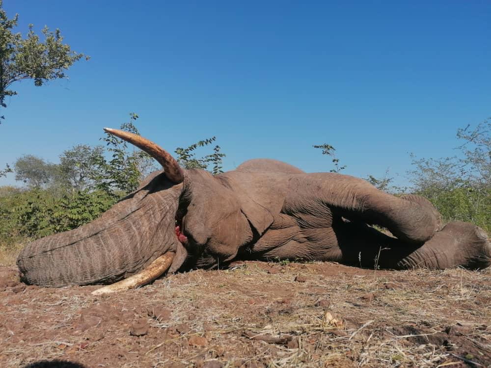 Leopard Hunting in Namibia & Brown Hyena Cancelation Hunt