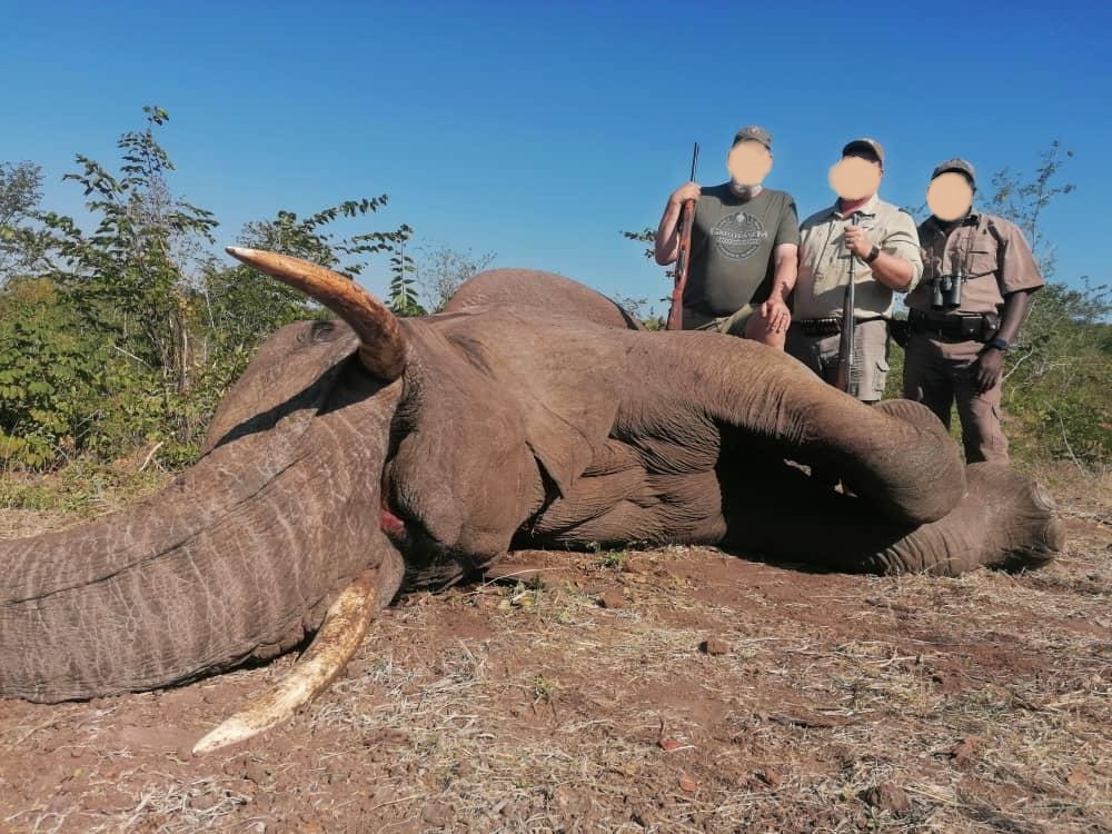 Trophy Elephant Hunting in Zimbabwe 