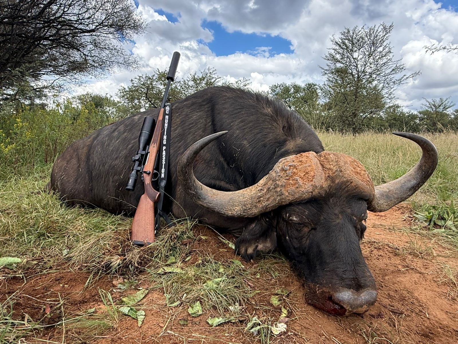 Tuskless Elephant & Cape Buffalo Hunting in Zimbabwe