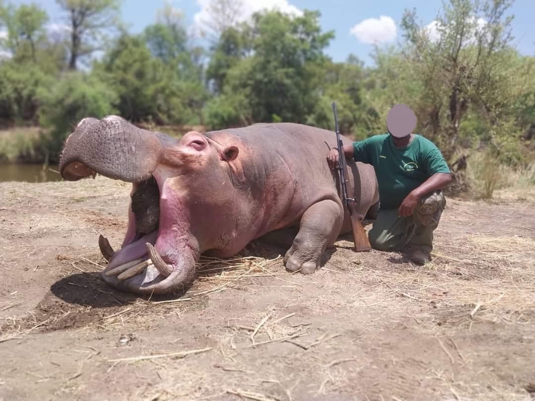 Hippo & Nile Crocodile Hunting in Zimbabwe 
