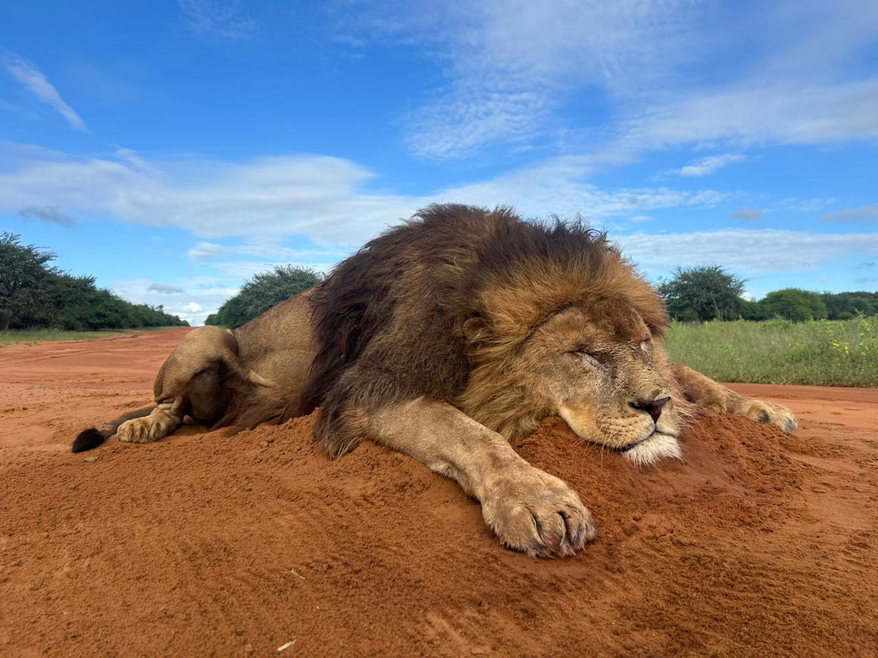 Leopard Hunting in Namibia & Brown Hyena Cancelation Hunt