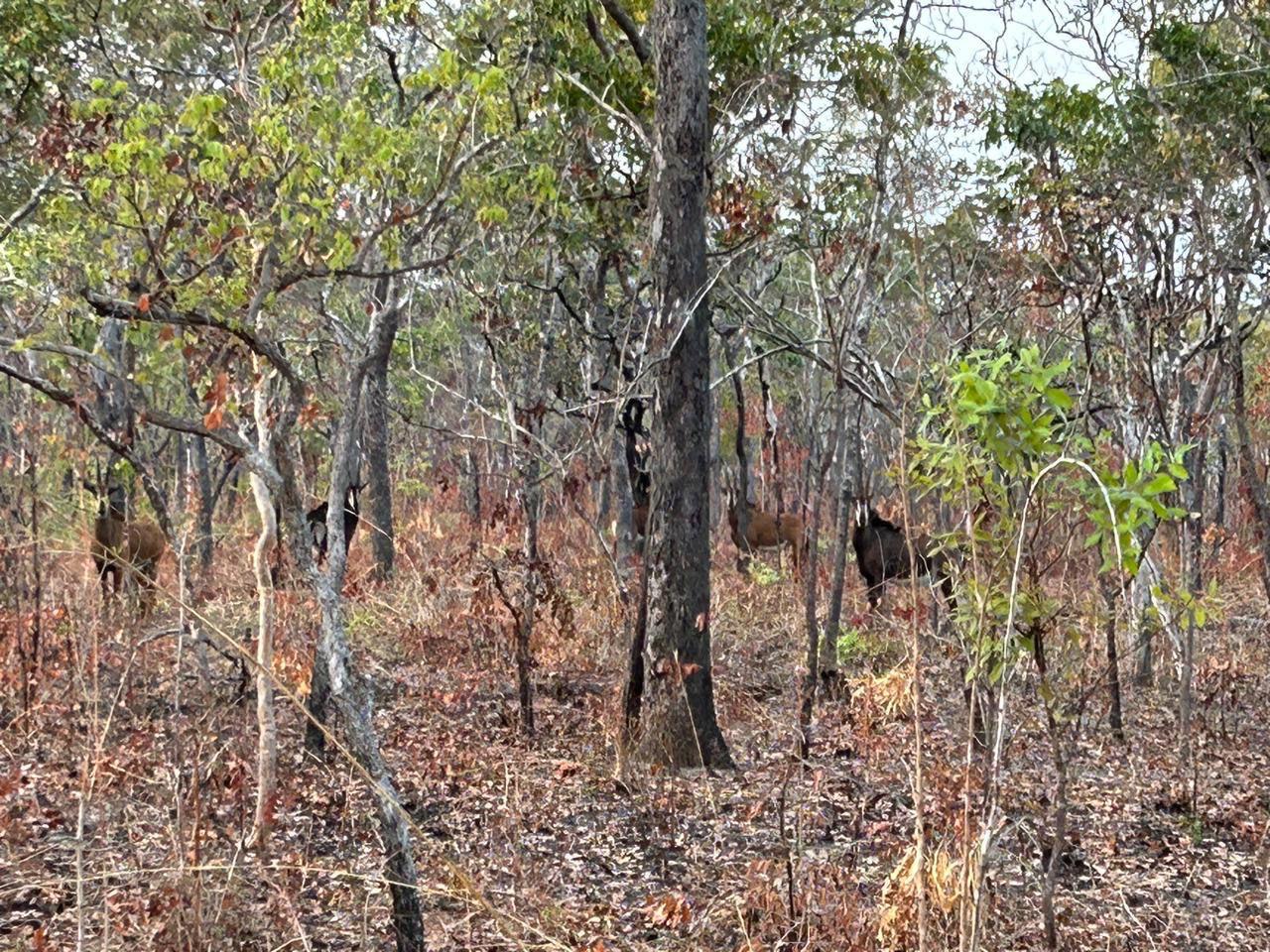 Leopard Hunting in Namibia & Brown Hyena Cancelation Hunt