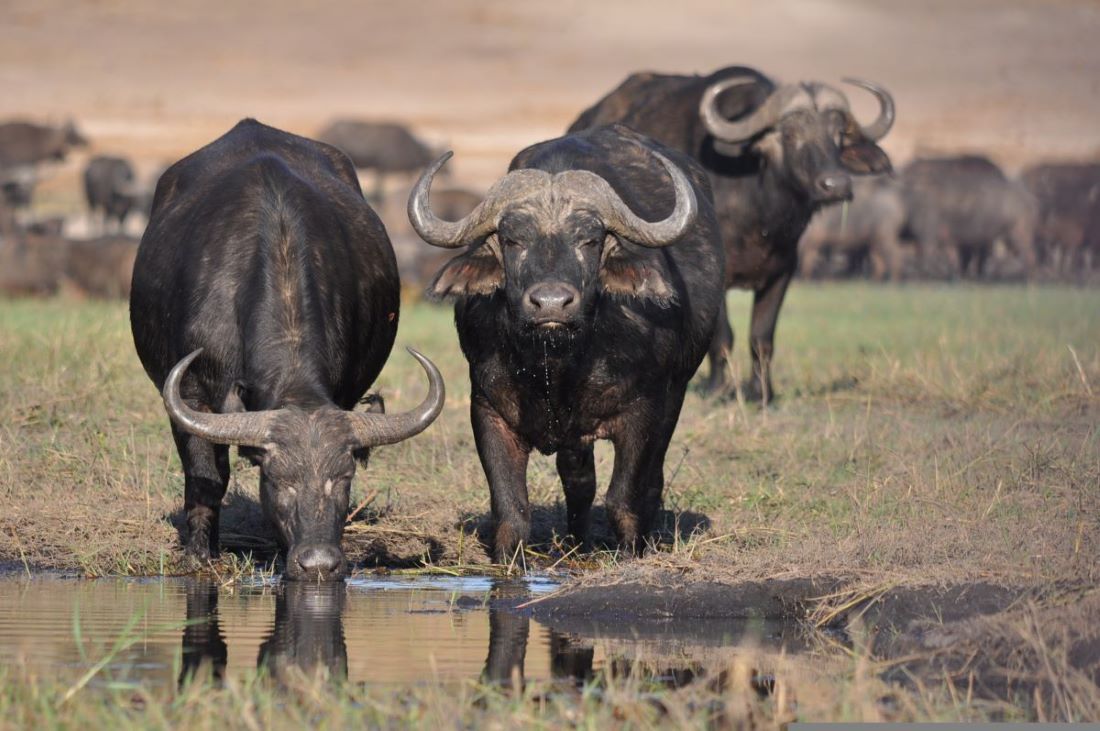 Leopard Hunting in Namibia & Brown Hyena Cancelation Hunt