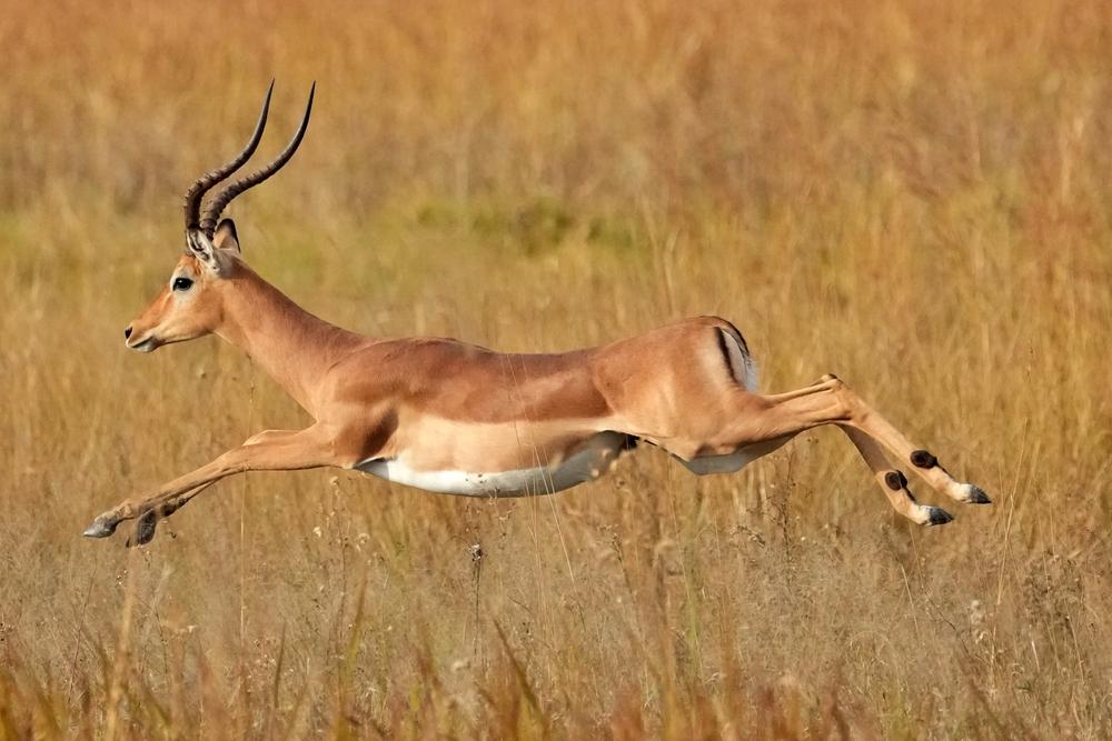 IMPALA HUNTING