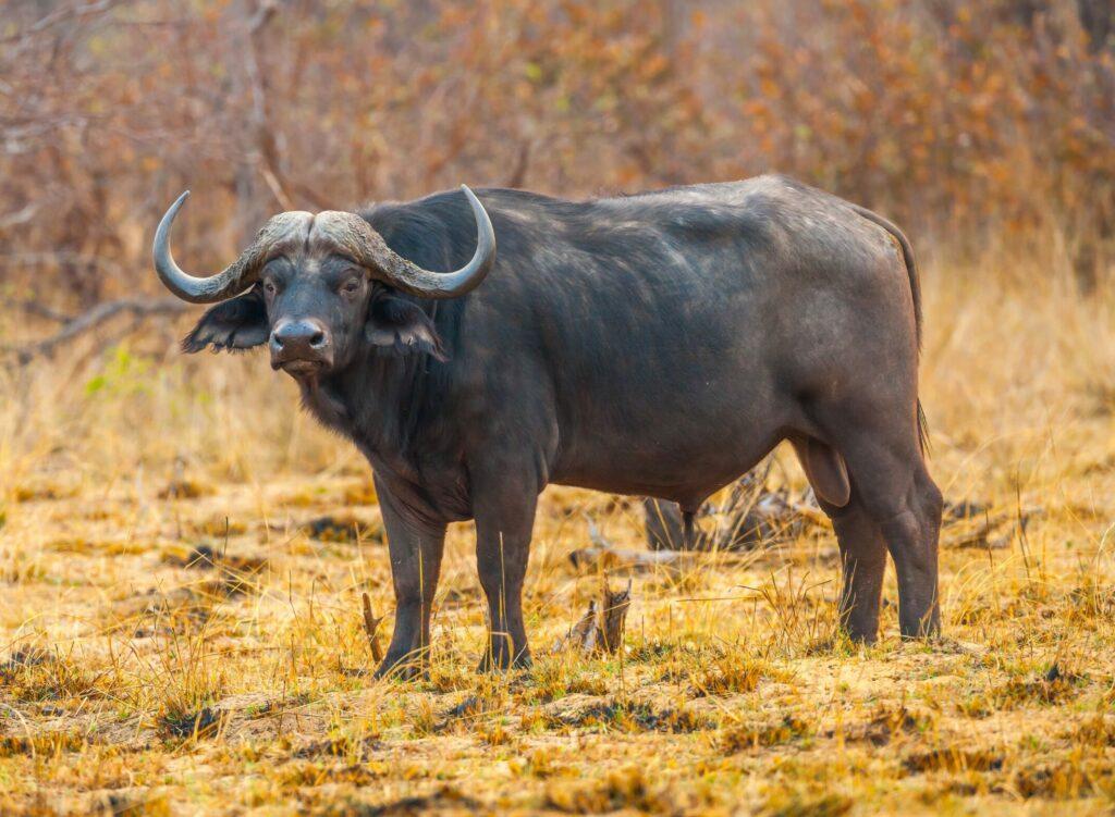 BUFFALO HUNTING