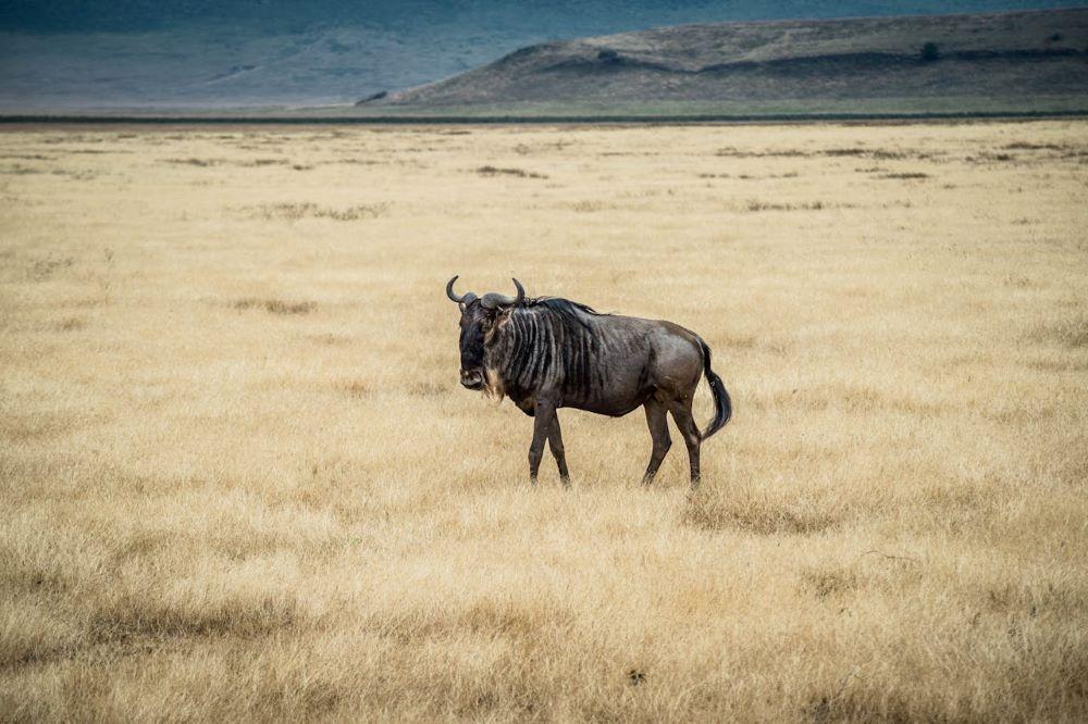 BLUE WILDEBEEST HUNTING