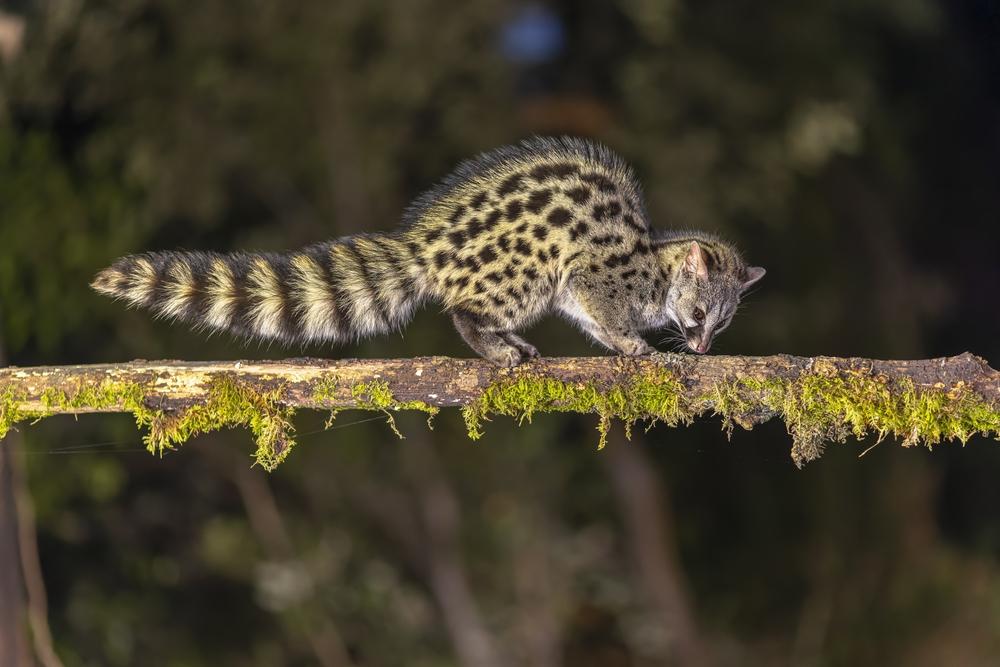AFRICAN GENET