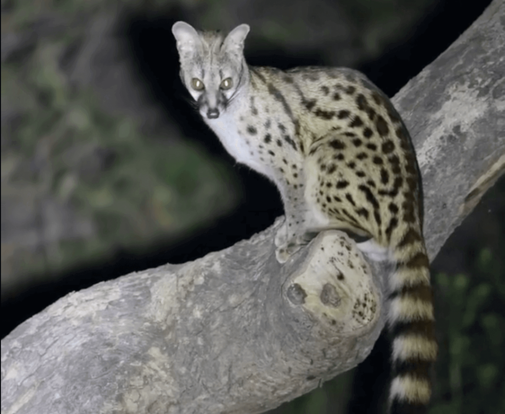 LARGE SPOTTED GENET