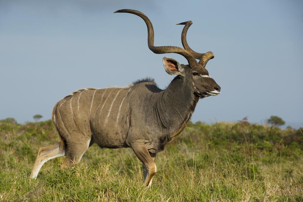 GREATER KUDU