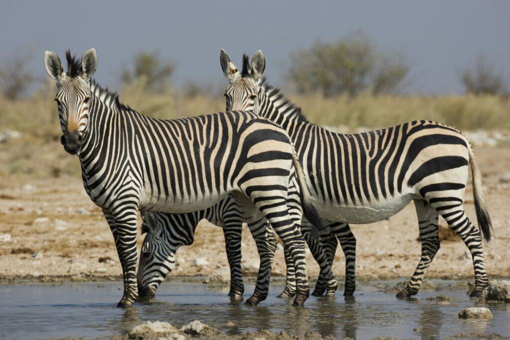 HARTMANN’S MOUNTAIN ZEBRA