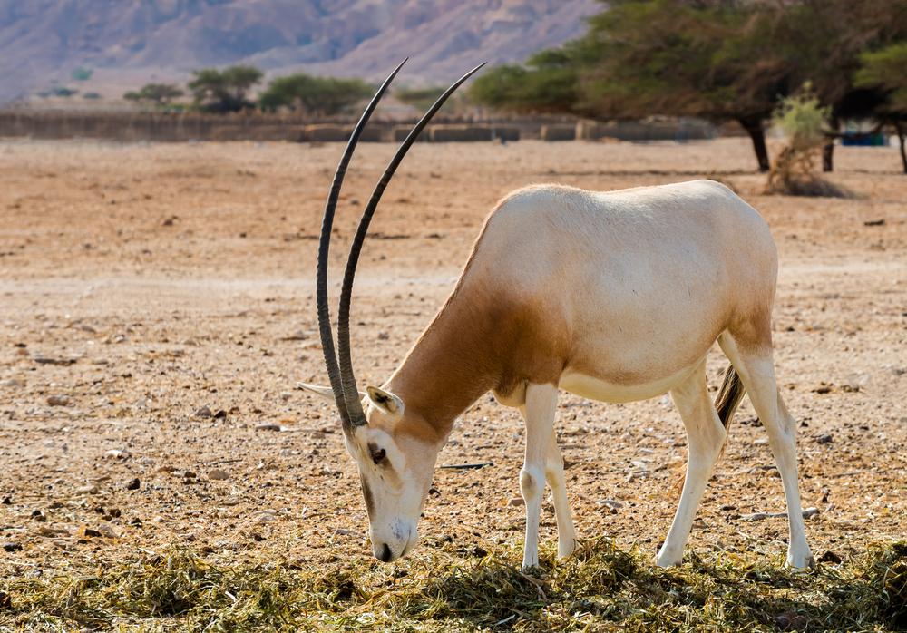 SCIMATAR-HORNED ORYX