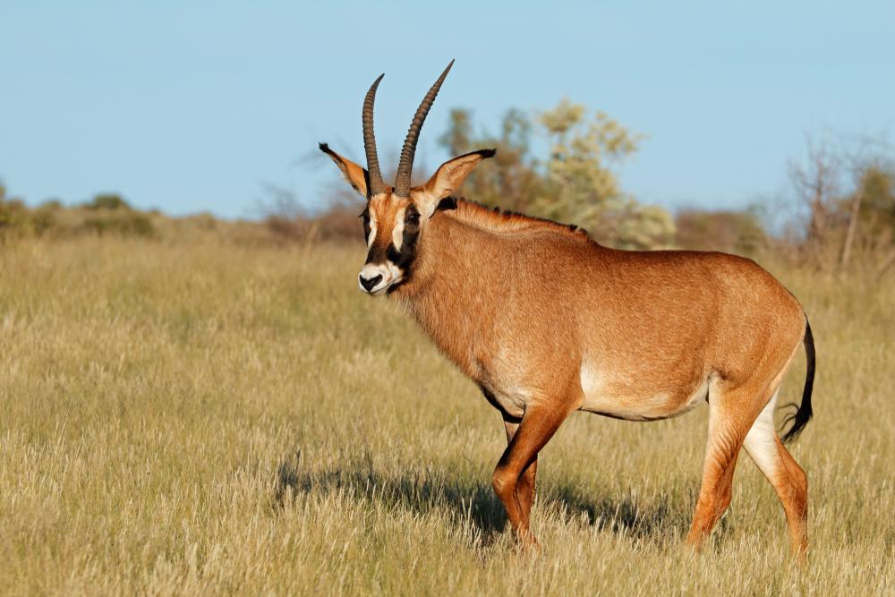 Game Hunting The Roan Antelope