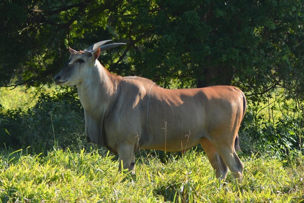 LIVINGSTON ELAND
