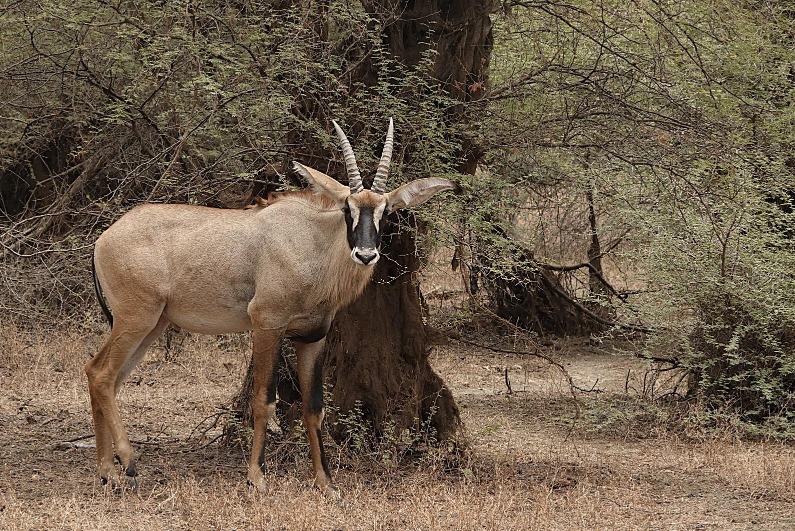 Targeting The Western Roan On A Hunt