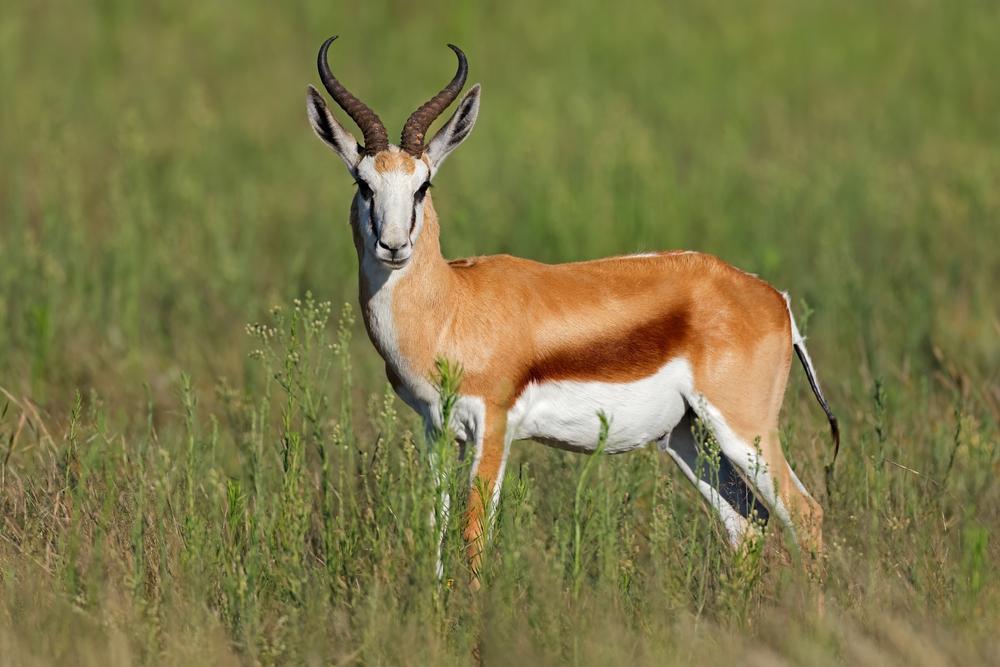 SPRINGBOK