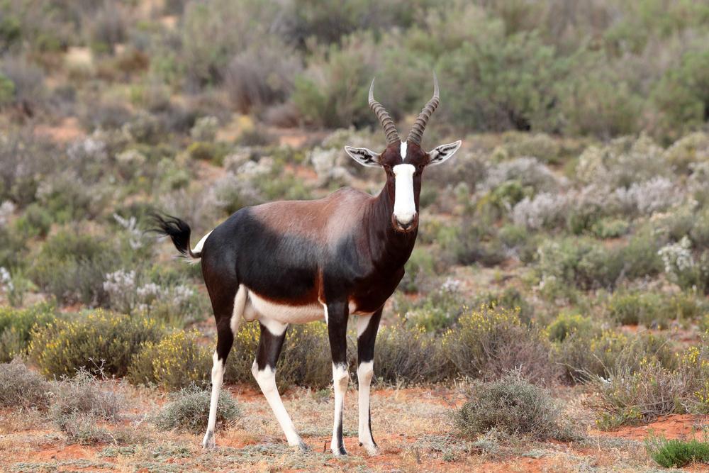 Bontebok Hunting In Southern Africa