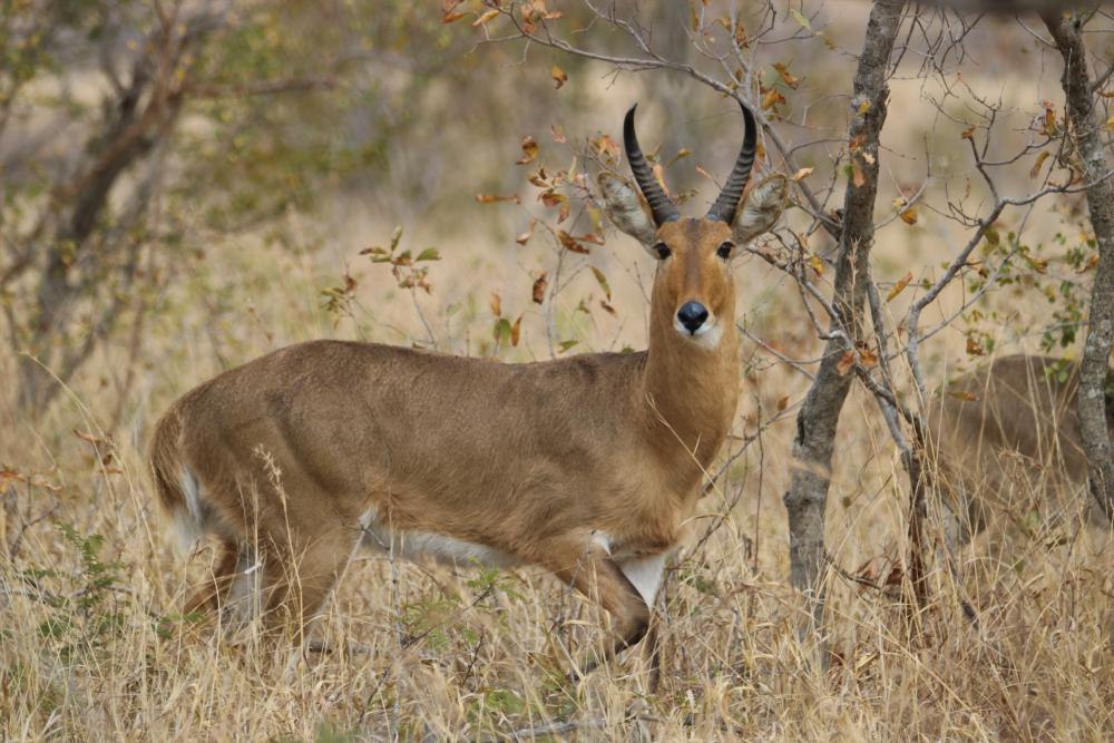 Hunting The Common Reedbuck In Africa