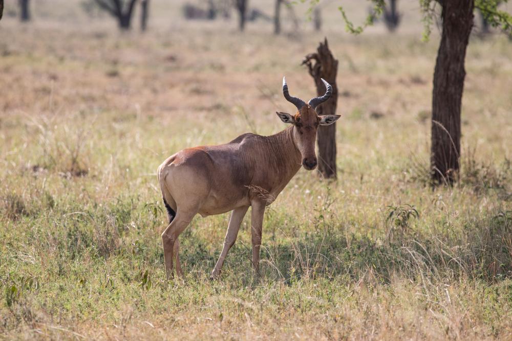 LICHTENSTEIN HARTEBEEST