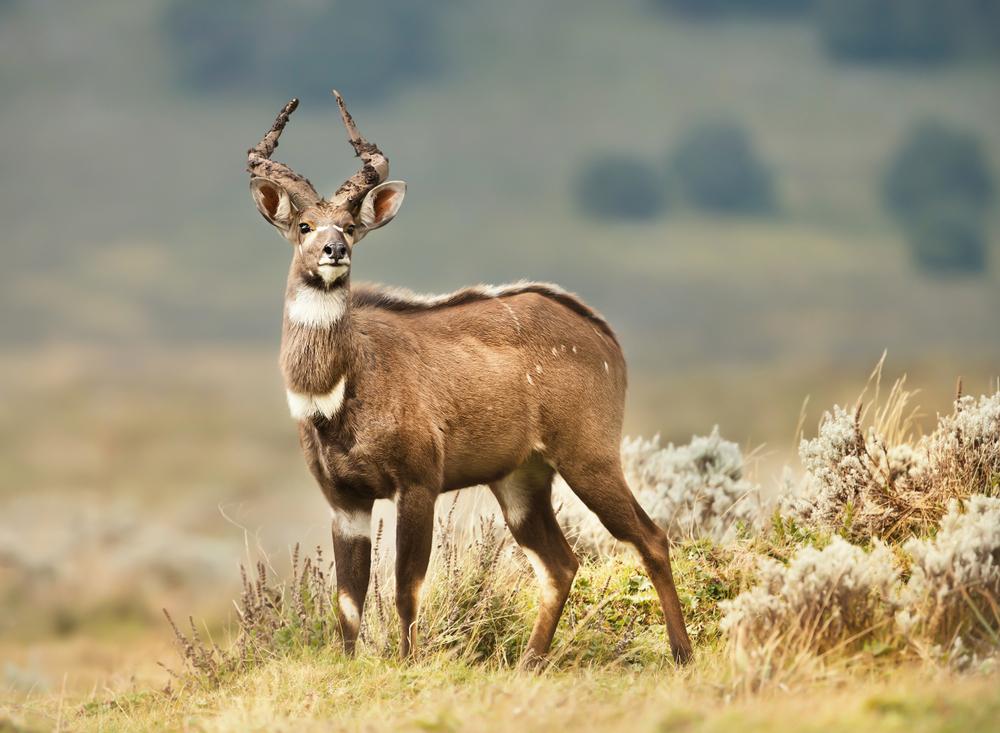 Hunting The Mountain Nyala